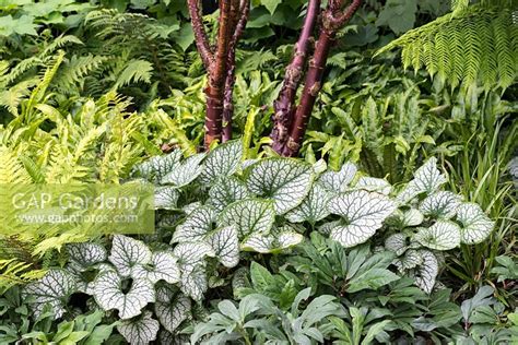 Brunnera Jack Frost Companion Plants That Will Light Up Your Shady Garden - lifield5