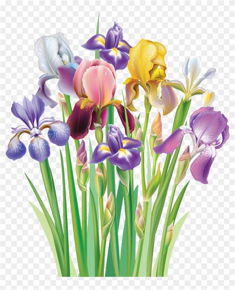 Clipart Of Iris Flower - Bouquet Of Flowers Irises, HD Png Download - 2962x3500(#1413626) - PngFind