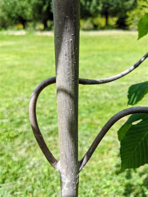 My Blooming Horse-Chestnut Trees - The Martha Stewart Blog