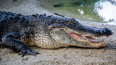 Gatorland welcomes its 1st rescued gator of the year