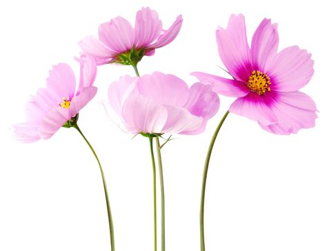 Cosmea Flower PNG Image - PurePNG | Free transparent CC0 PNG Image Library