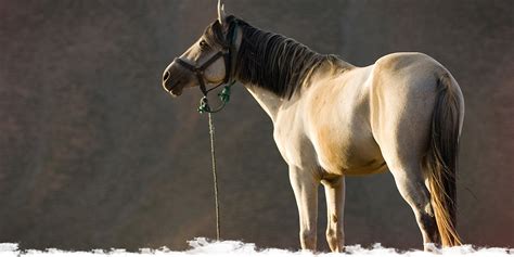 Discover the Barb horse | Worldwide Hoofprints - Tales from the Saddle