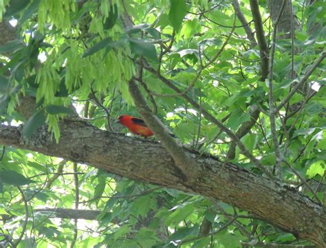 scarlet tanager | Scarlet tanager, Outdoor decor, Birds