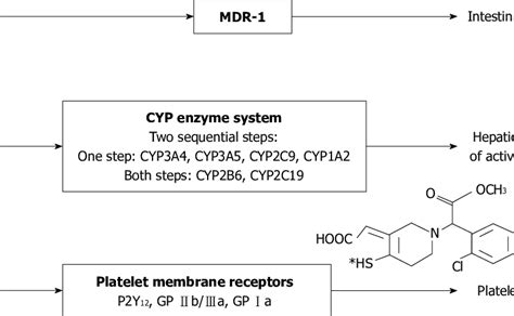 Possible genetical background of clopidogrel resistance [82]. GP ...