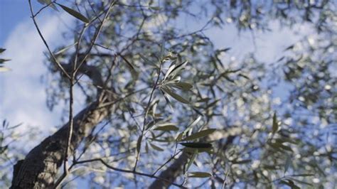 Detail Branch Olive Tree Winter Stock Footage Video (100% Royalty-free ...