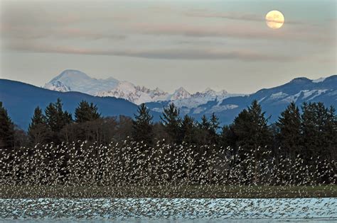 Skagit Valley Bird Watching: Washington Winter Birding