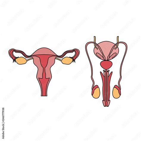 Male Reproductive System Vector Drawing Woman Reproductive System ...