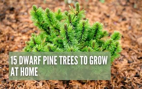 15 Dwarf Pine Trees To Grow At Home