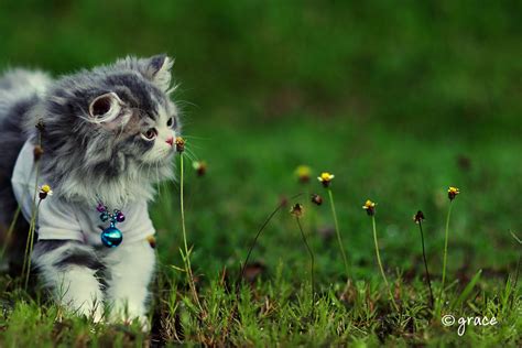 100+ Wallpaper Kucing Lucu dan Comel Kualitas HD - Kucing Anggora, Persia, Maine Coon