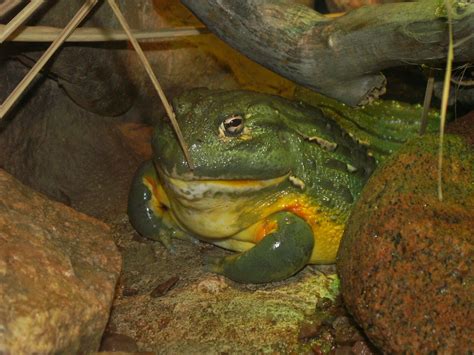 Goliath frog | by jay pruett | Jay Pruett | Flickr