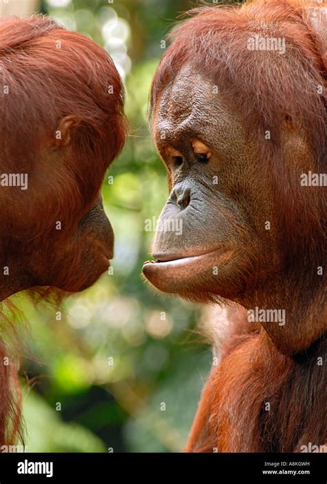 Two orangutan communicating Stock Photo - Alamy