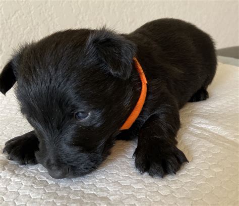 Scottish Terrier Puppies For Sale | San Antonio, TX #320339