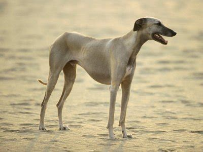 Sloughi (Arabian Greyhound) Info, Temperament, Puppies, Pictures