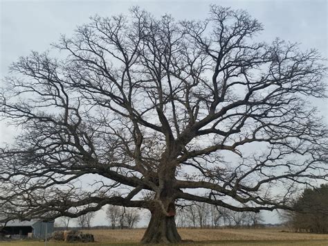 Native trees of Illinois: The Famous White oak of McNab Illinois. The ...