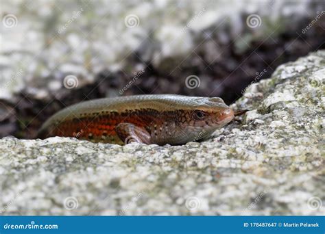 Common Sun Skink - Eutropis Multifasciata, Known As the East Indian Brown Mabuya, Many-lined Sun ...