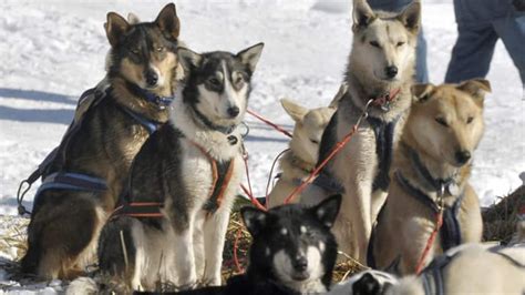 Sled dog slaughter harmed Inuit, Quebec acknowledges - Canada - CBC News