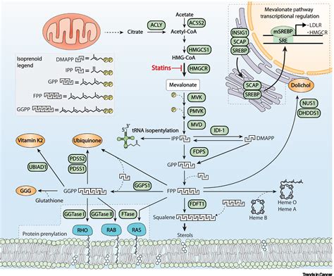 Targeting the Mevalonate Pathway in Cancer: Trends in Cancer