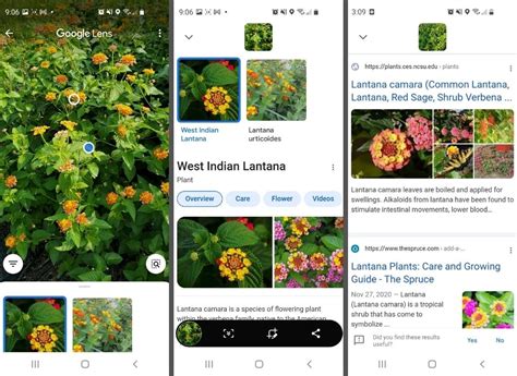 Google Lens - Plants - The Cameron Team