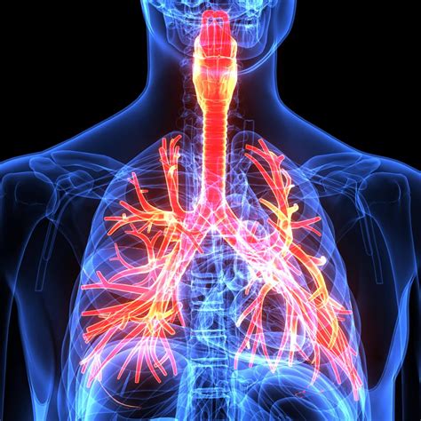 Airway Anatomy Nurse Membrane Anatomy - vrogue.co