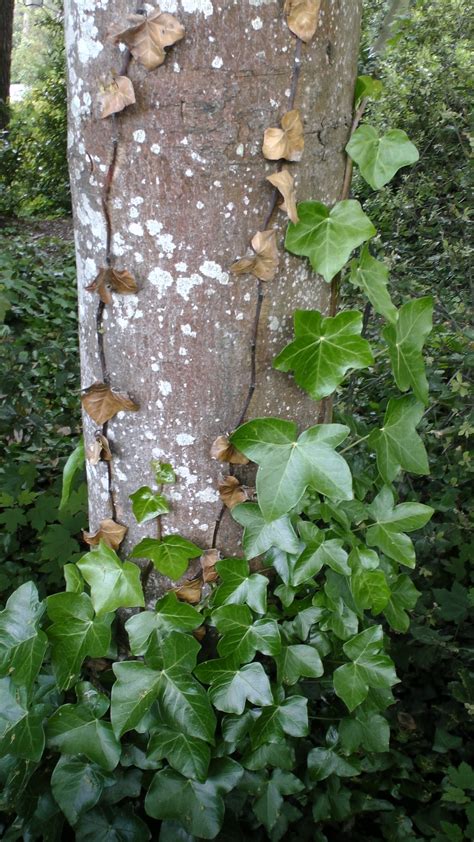 Tree Trunk With Leaves Free Stock Photo - Public Domain Pictures