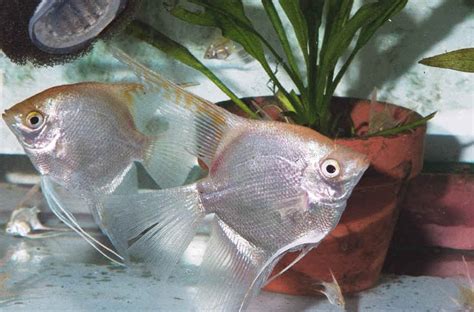 aquarium fishes: angelfish breeding at home