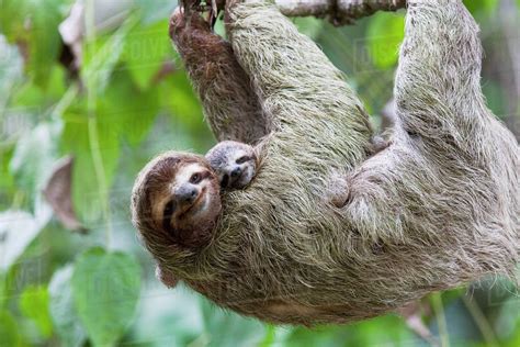 Close up of a Brown-throated Sloth and her baby hanging from a tree ...