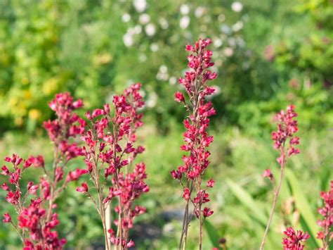 Tall Plant With Tiny Pink Flowers | Best Flower Site