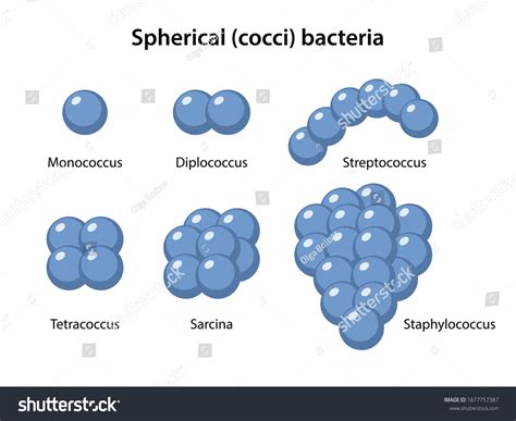 Stock vektor „Types Coccus Bacteria Coccus Morphology Microbiology ...