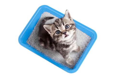 When to start litter box training kittens? The Complete Guide