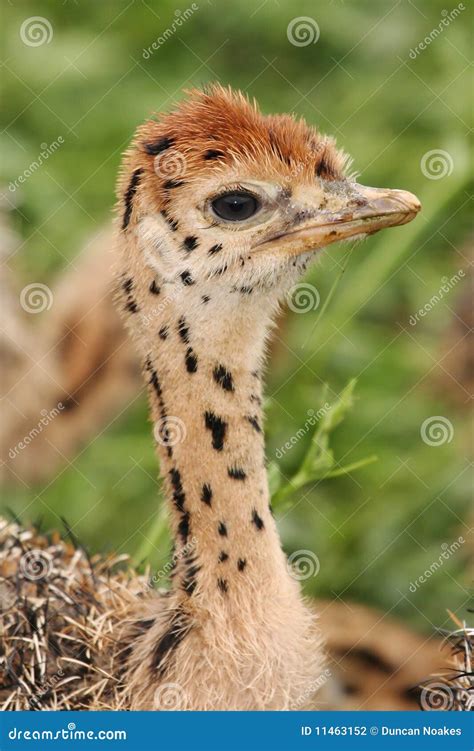 Ostrich Chick Portrait stock photo. Image of hatchling - 11463152