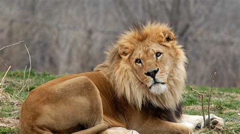 Kansas City Zoo's oldest male lion dead at 18