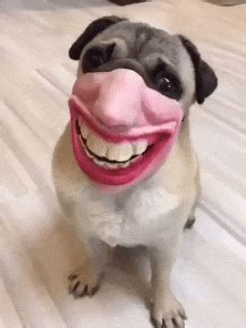 Smiling gif | AXAYINC Dog Human Masks | Know Your Meme