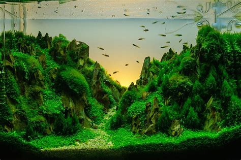 Bonsai AquaScape Aquarium Awesomeness Pinterest Gardens, Editor and Nature