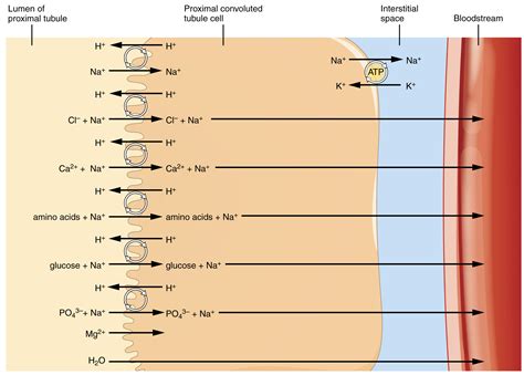 Tubular Reabsorption · Anatomy and Physiology