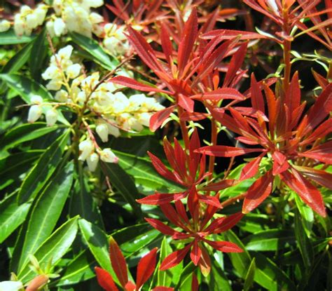 Pieris Mountain Fire - Beechmount Garden Centre