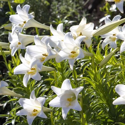 Lilium candidum bulbs