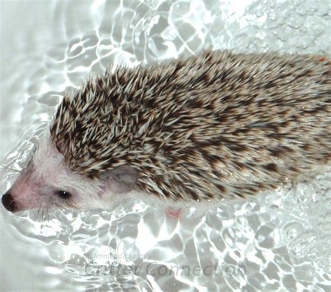 Bathing Your Hedgehog - Millermeade Farm's Critter Connection