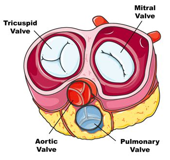 Tricuspid Heart Valve Diagram: For Patients