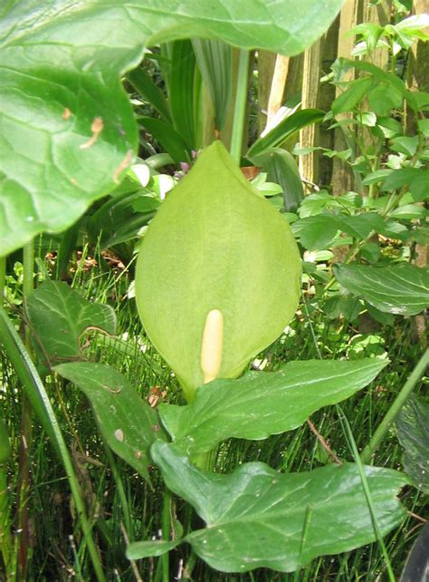 Arum italicum – Ballyrobert Gardens