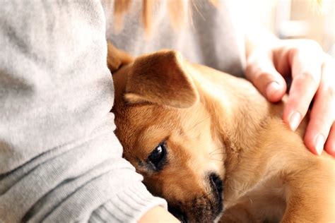 How Sharing Your Life With a Dog Can Reduce Stress & Improve Your Life - The Dogington Post