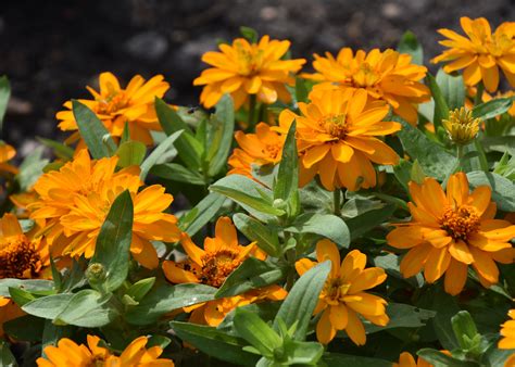 Profusion zinnias give strong color all summer | Mississippi State University Extension Service