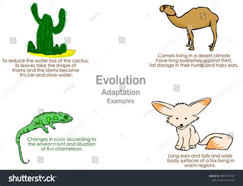 Animal Evolution Examples