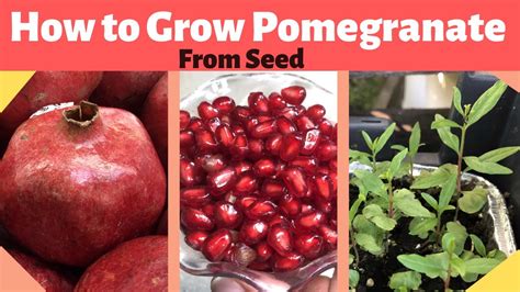 Can I Plant a Pomegranate From Seeds - Back Gardener