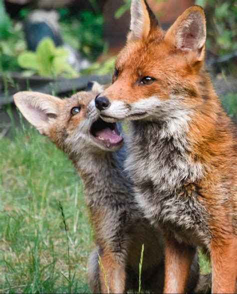 A vixen and her cubs - gallery - Chiswick Calendar Features