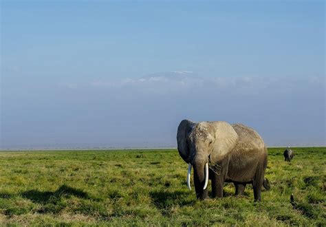 Elephant Safari In Amboseli | Best Kenya Safari Experiences | Art Of Safari