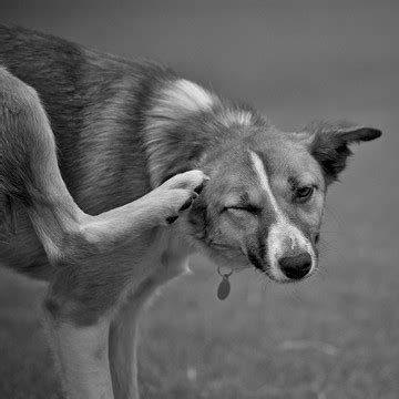 Canine Atopic Dermatitis: Causes, Symptoms and Treatments