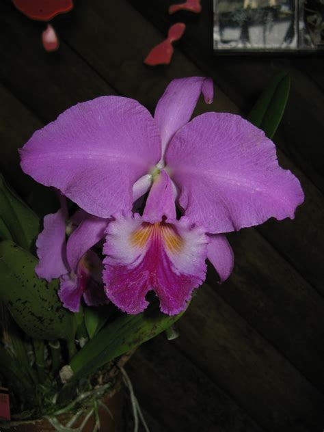 Cattleya labiata (Crimson Cattleya, Ruby-Lipped Cattleya) | North Carolina Extension Gardener ...