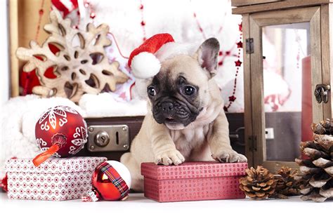 Französische Bulldogge Weihnachten Christmas French Bulldog | Hund weihnachten, Weihnachten ...