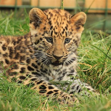 Amur Leopard Cub | Wildlife Heritage Foundation | Philip Harris | Flickr