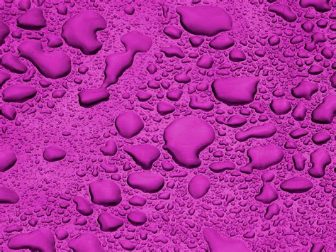 Lilac Background Water Droplets Free Stock Photo - Public Domain Pictures